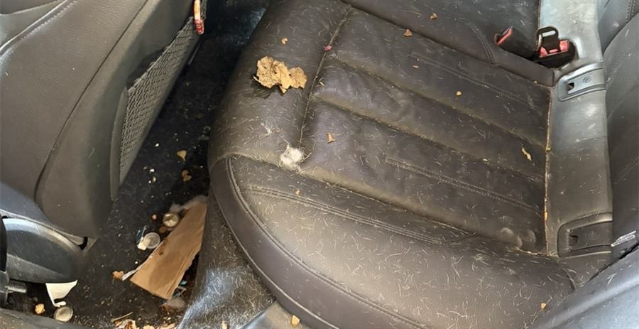Back seat before detailing, covered in crumbs and food debris